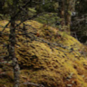 Meet your Posher, Tom